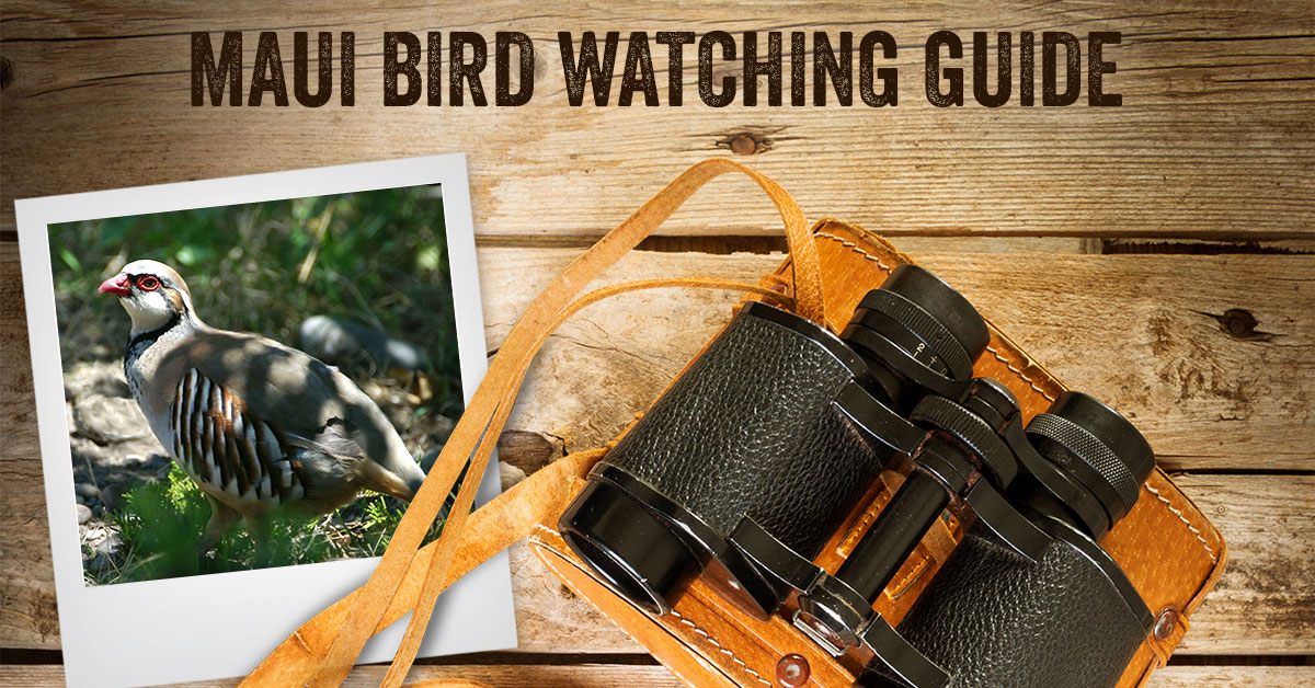maui bird watching guide comments