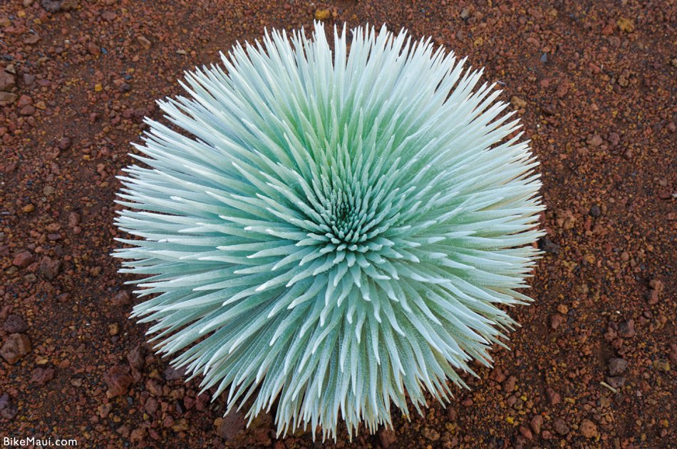 Haleakala silversword plant
