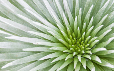 Maui Plant of the Month: Silversword