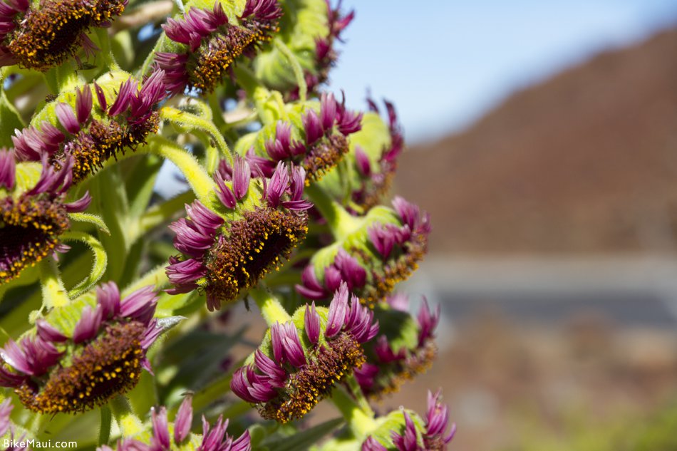 silversword flowers