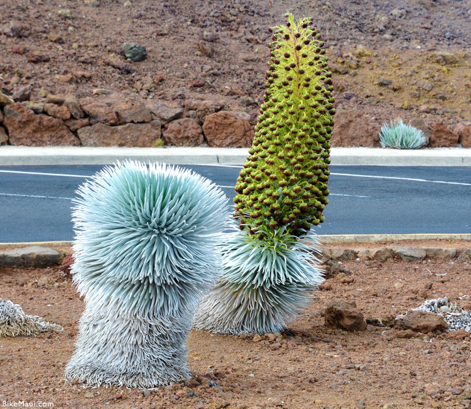 Silversword plants Maui