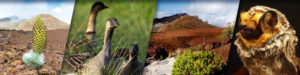 HALEAKALA WEATHER - Volcano, Flora, Fauna & the Future