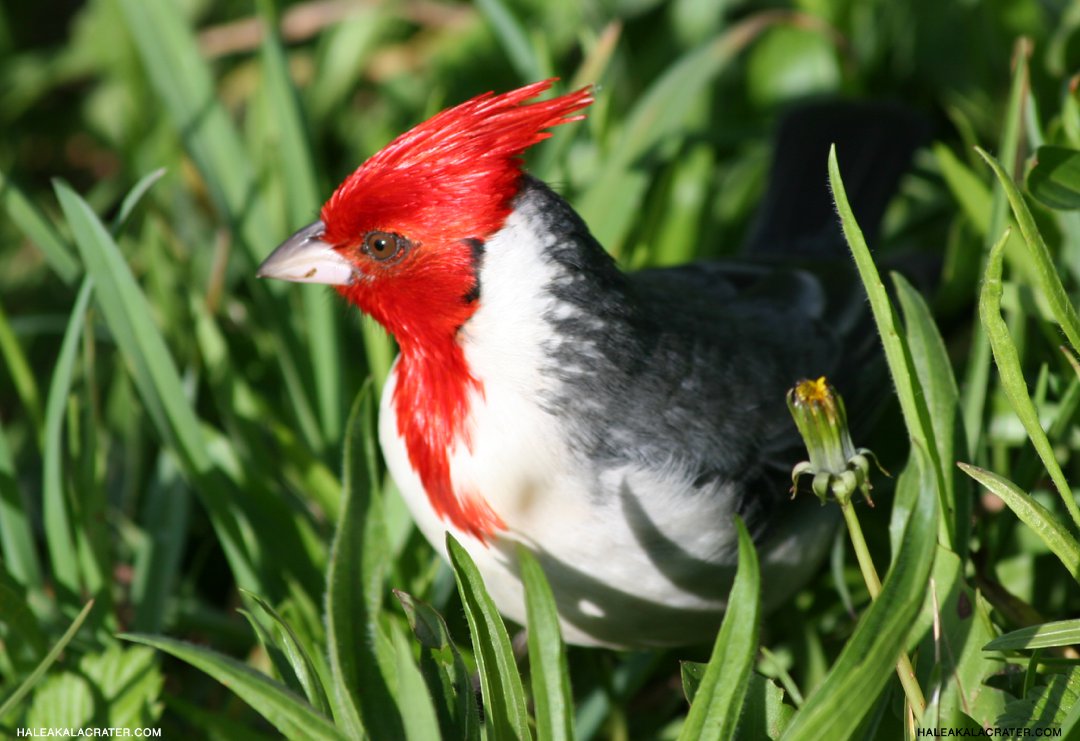 Red Crested Cardinal Hawaii