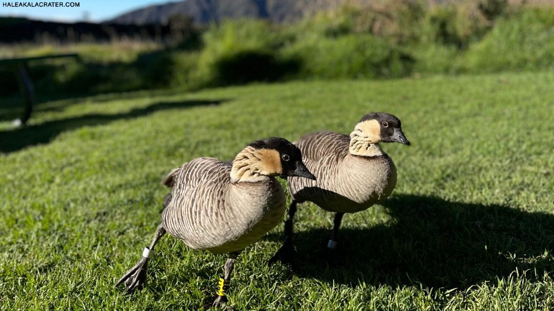 Nene Birds Haleakala