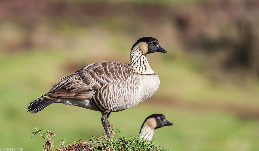 Hawaiian Nene Goose Alert