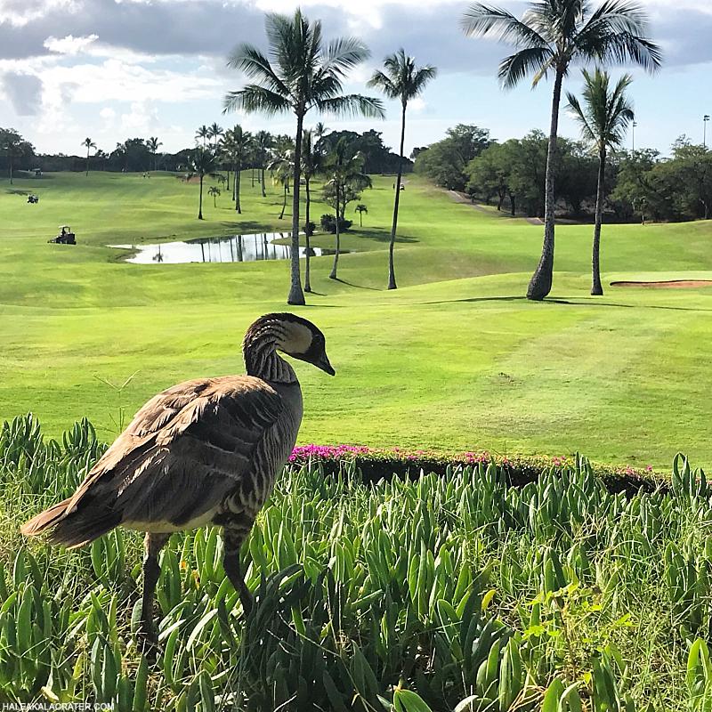 Hawaiian Nene Goose Golf Course