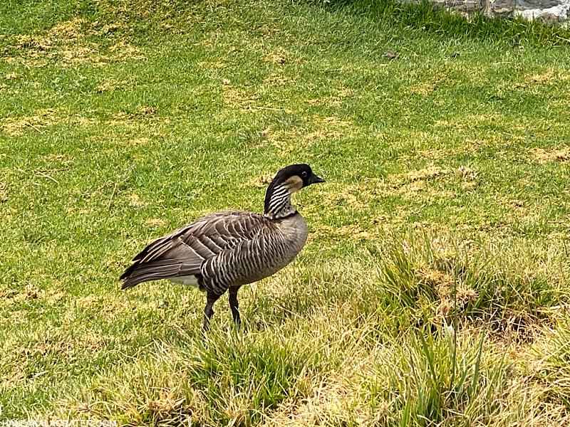 Hawaiian Nene Goose In The Grass