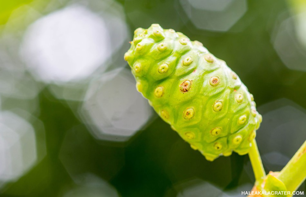 noni flower