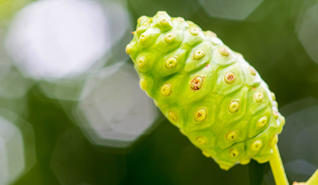 noni fruit