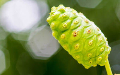 The Incredible Secrets of Noni Fruit
