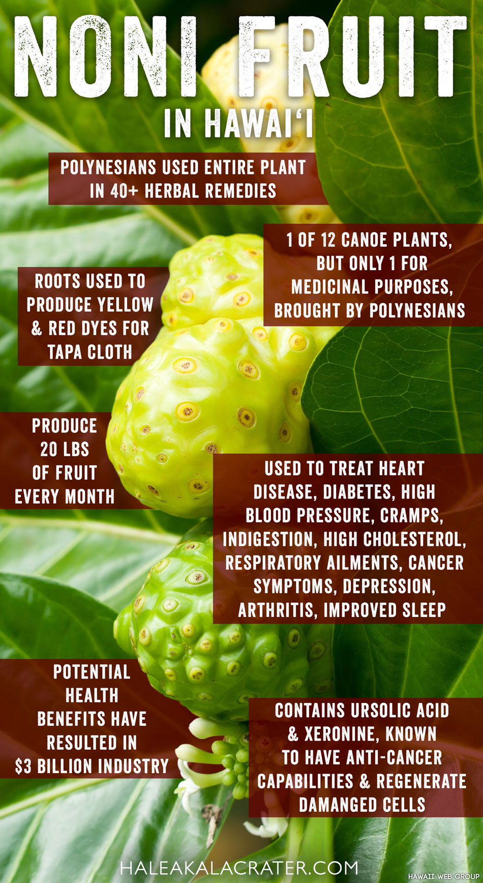 Noni Fruit infographic