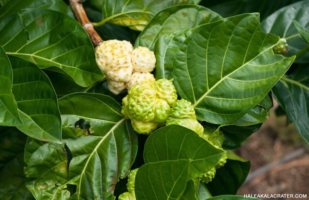 Noni hawaii