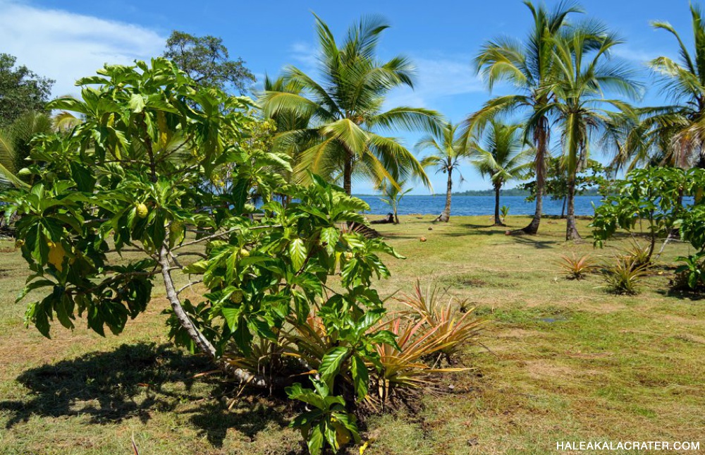 Noni Maui