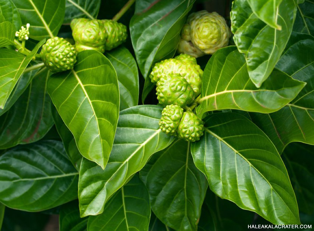 noni tree in Hawaii