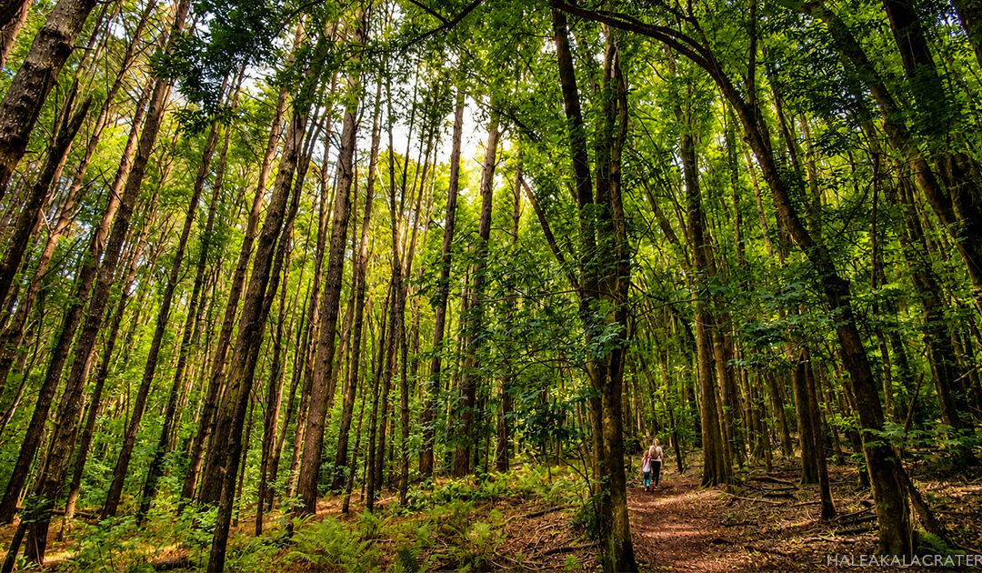 Makawao Forest Reserve