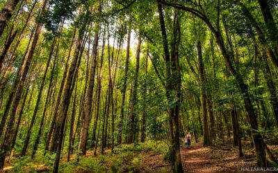 Makawao Forest Reserve Hike